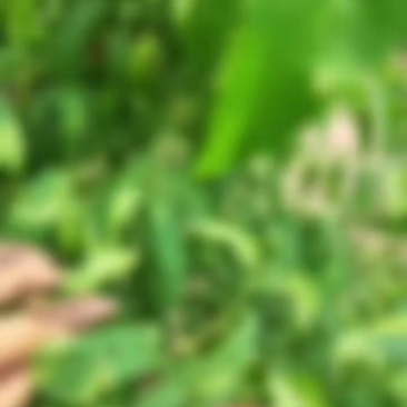 珍珠枣桃