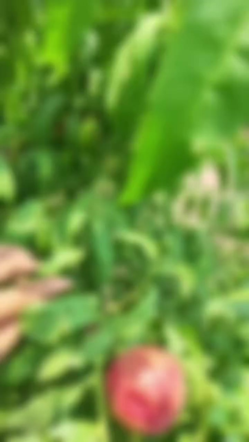 珍珠枣桃