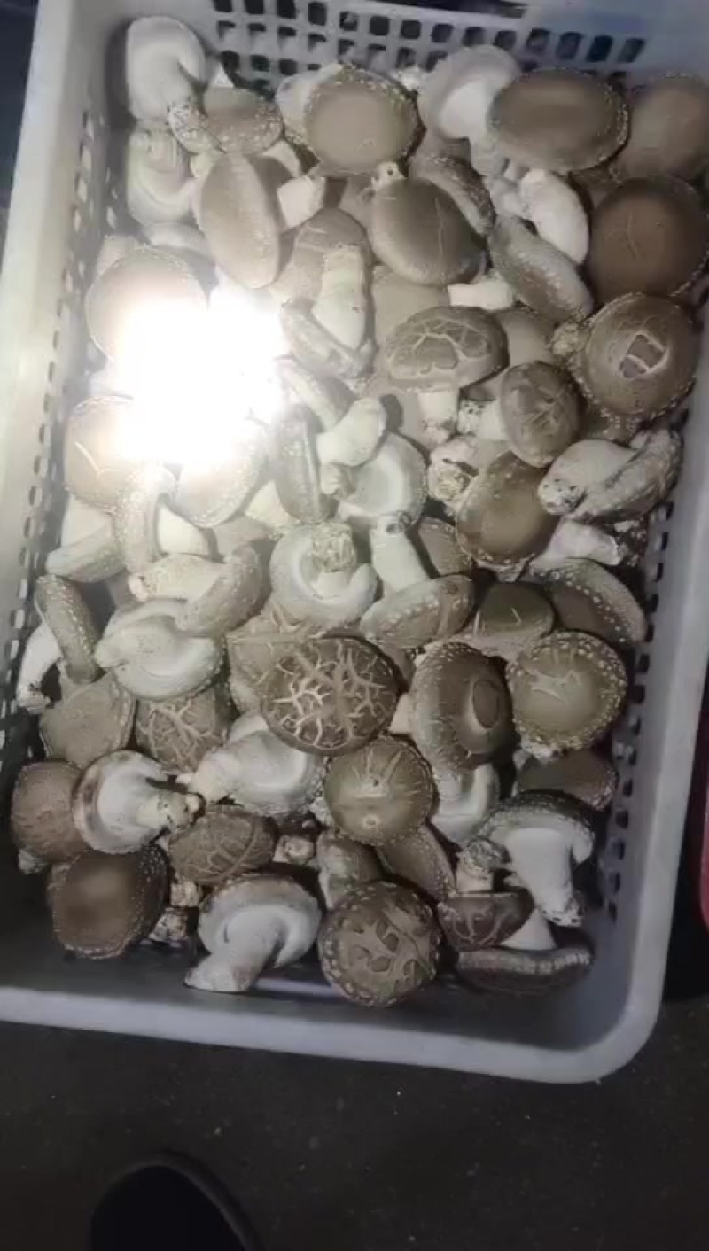 0912鲜香菇