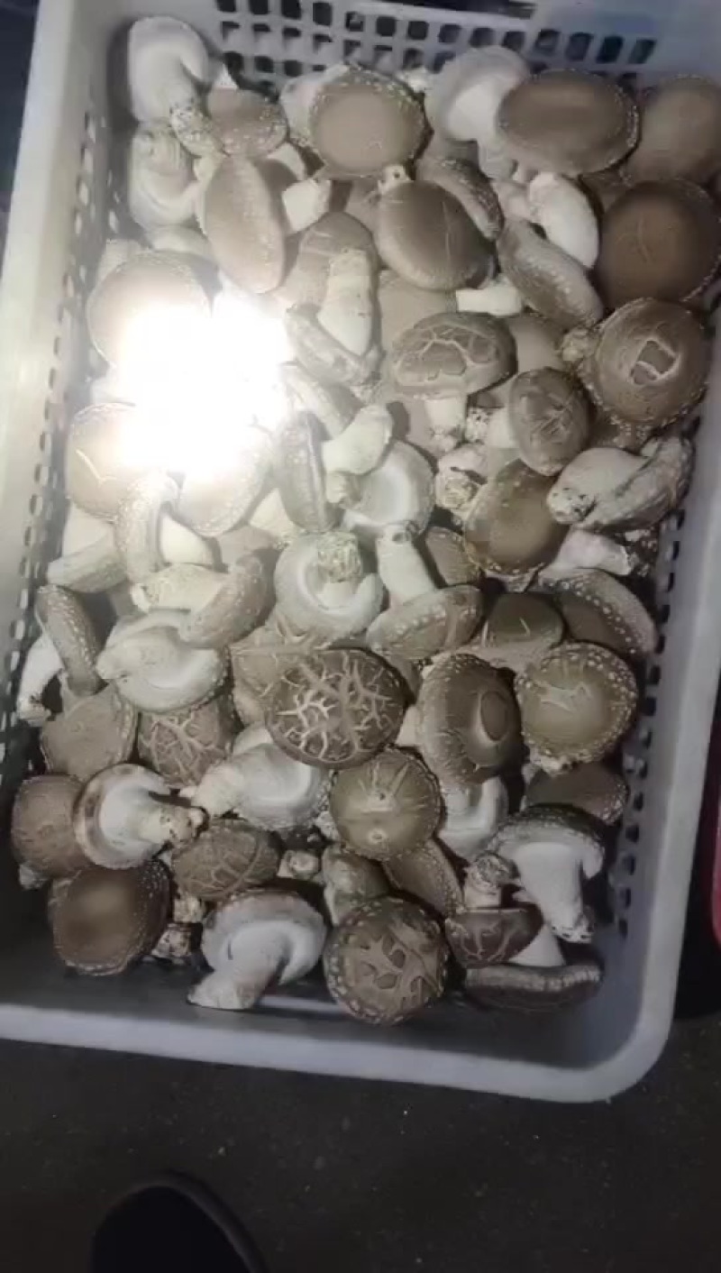 0912鲜香菇