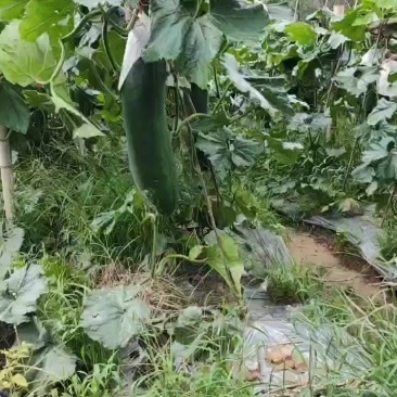 黑皮冬瓜