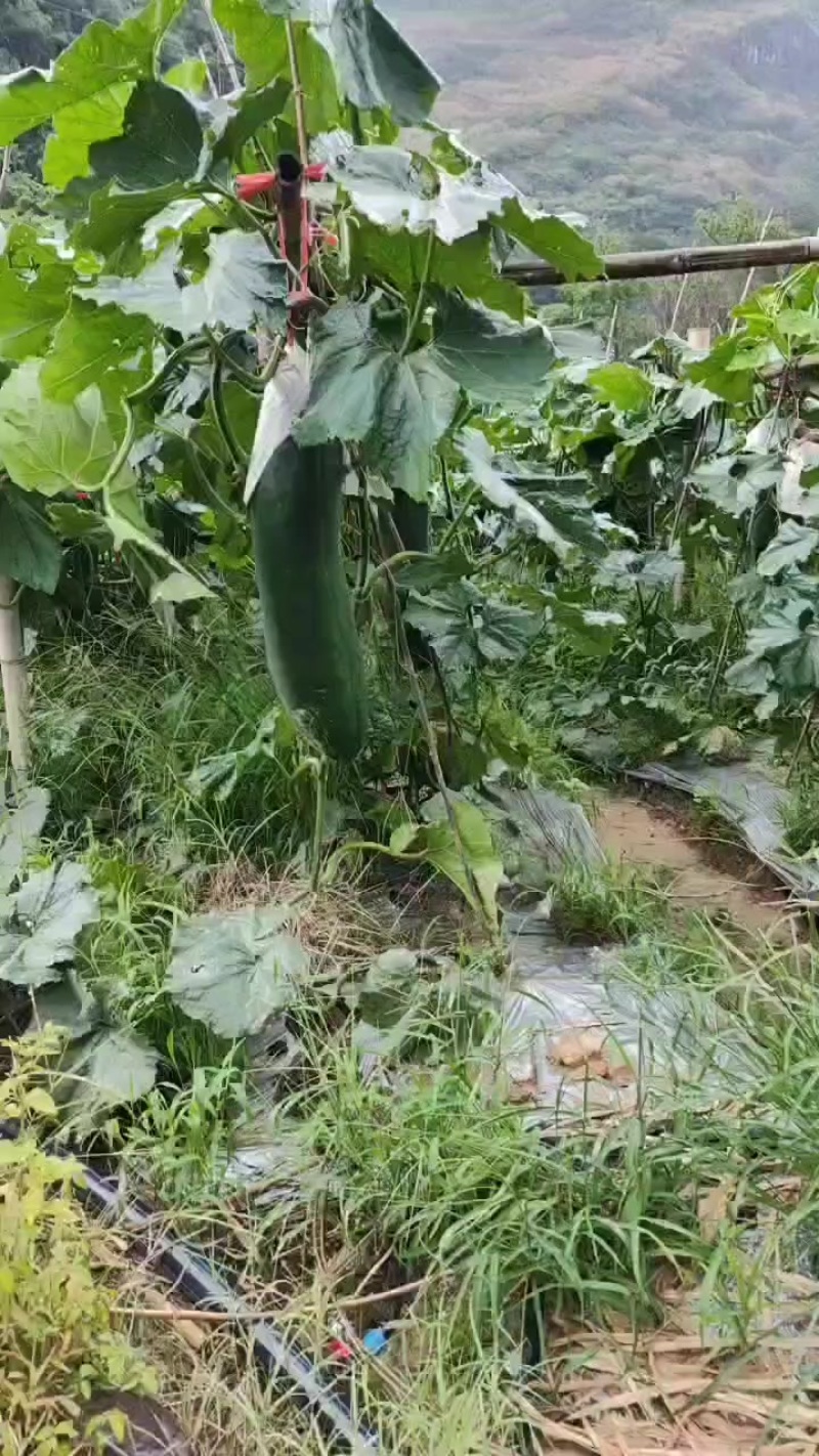 黑皮冬瓜