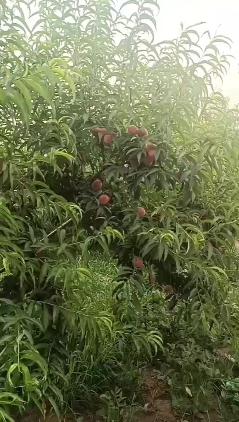 血桃