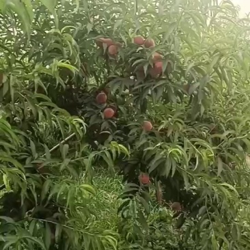 血桃