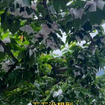 只做品质好货，高海拔1800+糖度20+，