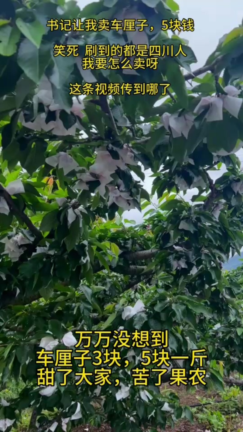 只做品质好货，高海拔1800+糖度20+，