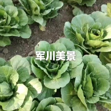 精品黄心菜，干蓝，铁头