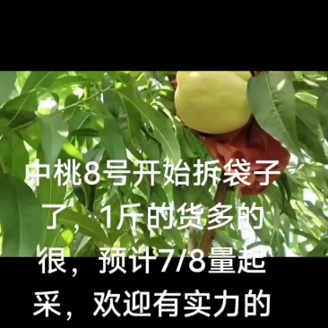 中桃8号，口感巴适得板，今天开始拆袋子