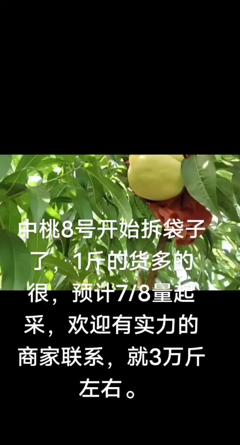 中桃8号，口感巴适得板，今天开始拆袋子
