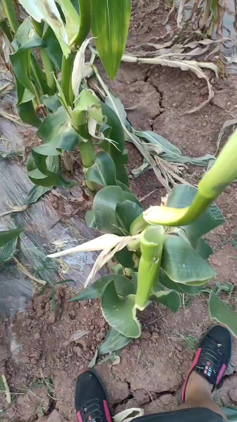 玉米杆，有10吨以上