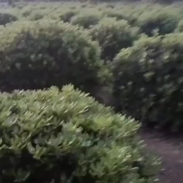 花木