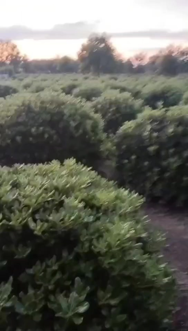 花木