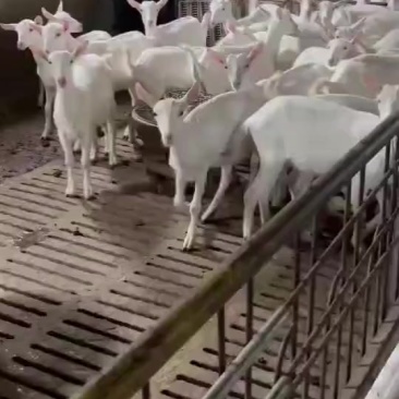 羊奶