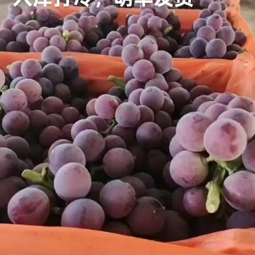 精品葡萄酸甜可口，串型诱人，现货每天供货量5万斤