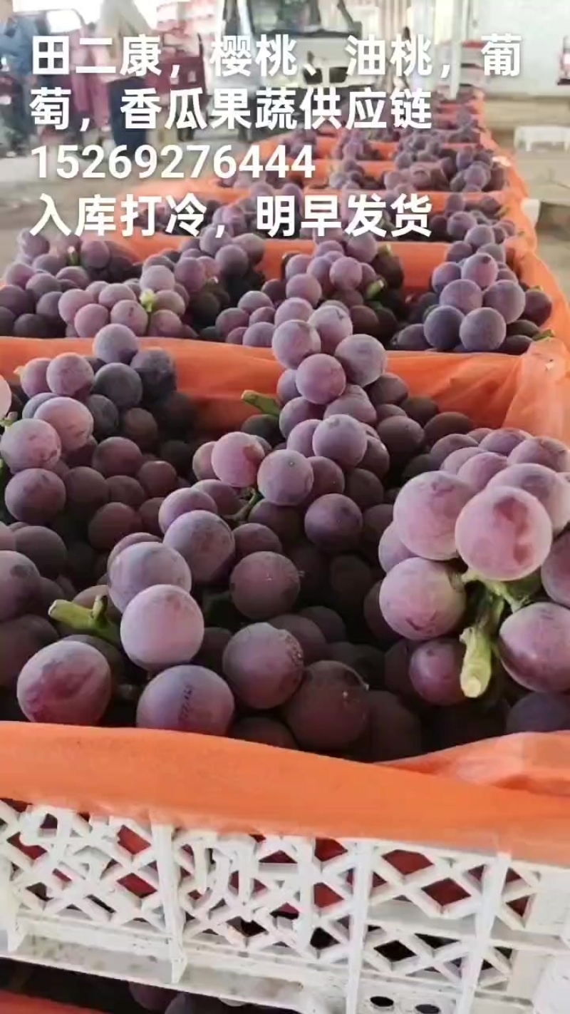 精品葡萄酸甜可口，串型诱人，现货每天供货量5万斤