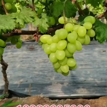 维多利亚葡萄