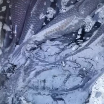 水库大青鱼