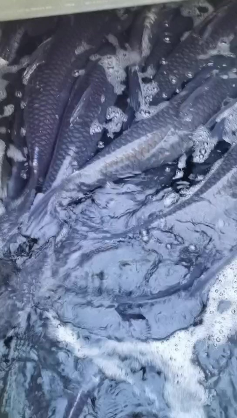 水库大青鱼