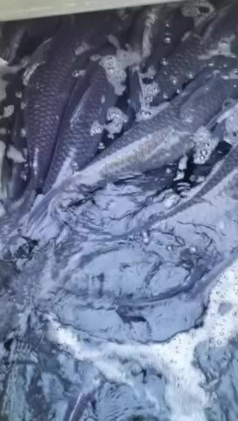 水库大青鱼