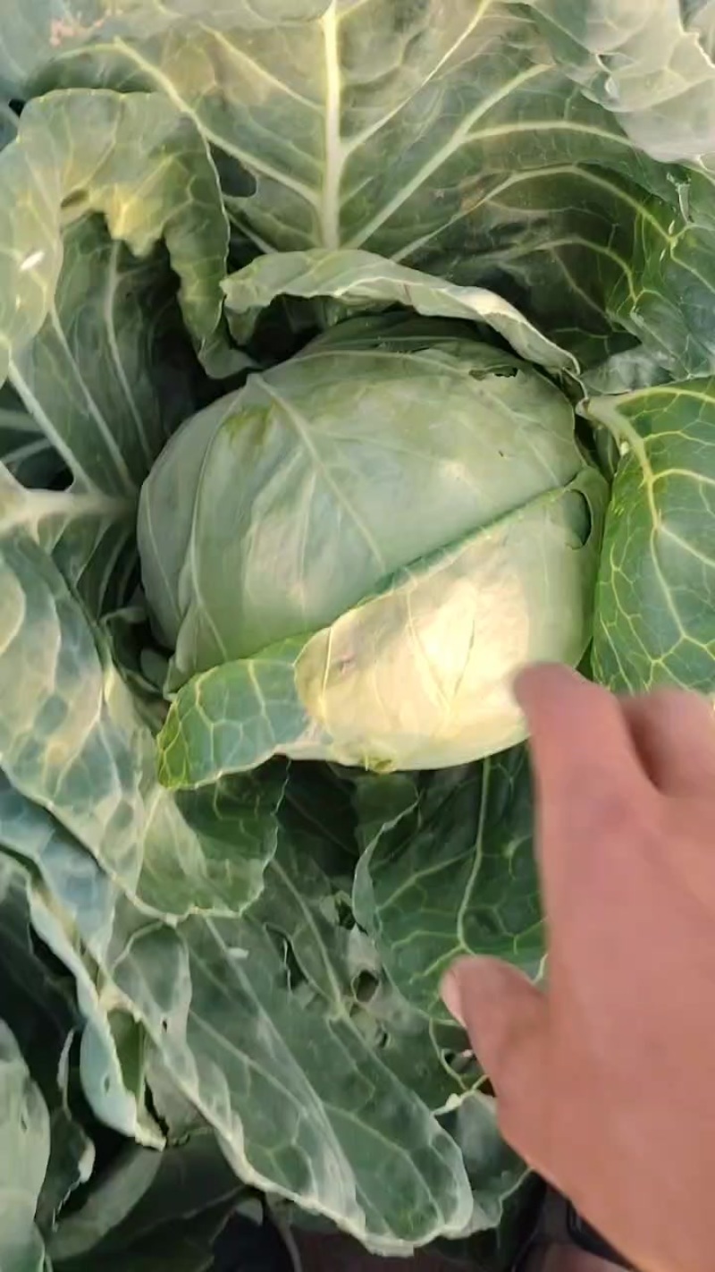 忻州本地甘蓝