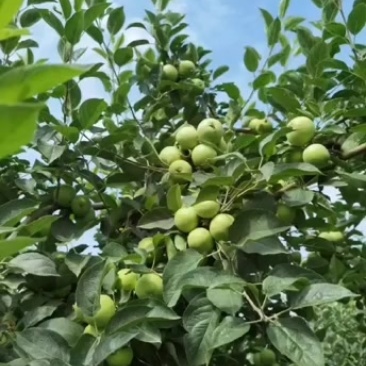 最早青苹果油桃大量上市，有需要的客户联系我