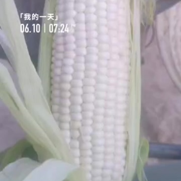 及早60黏玉米…八两到一斤三两