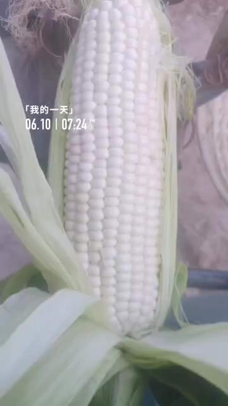 及早60黏玉米…八两到一斤三两