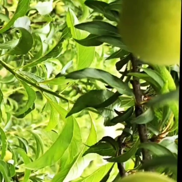 蜂糖李上市了