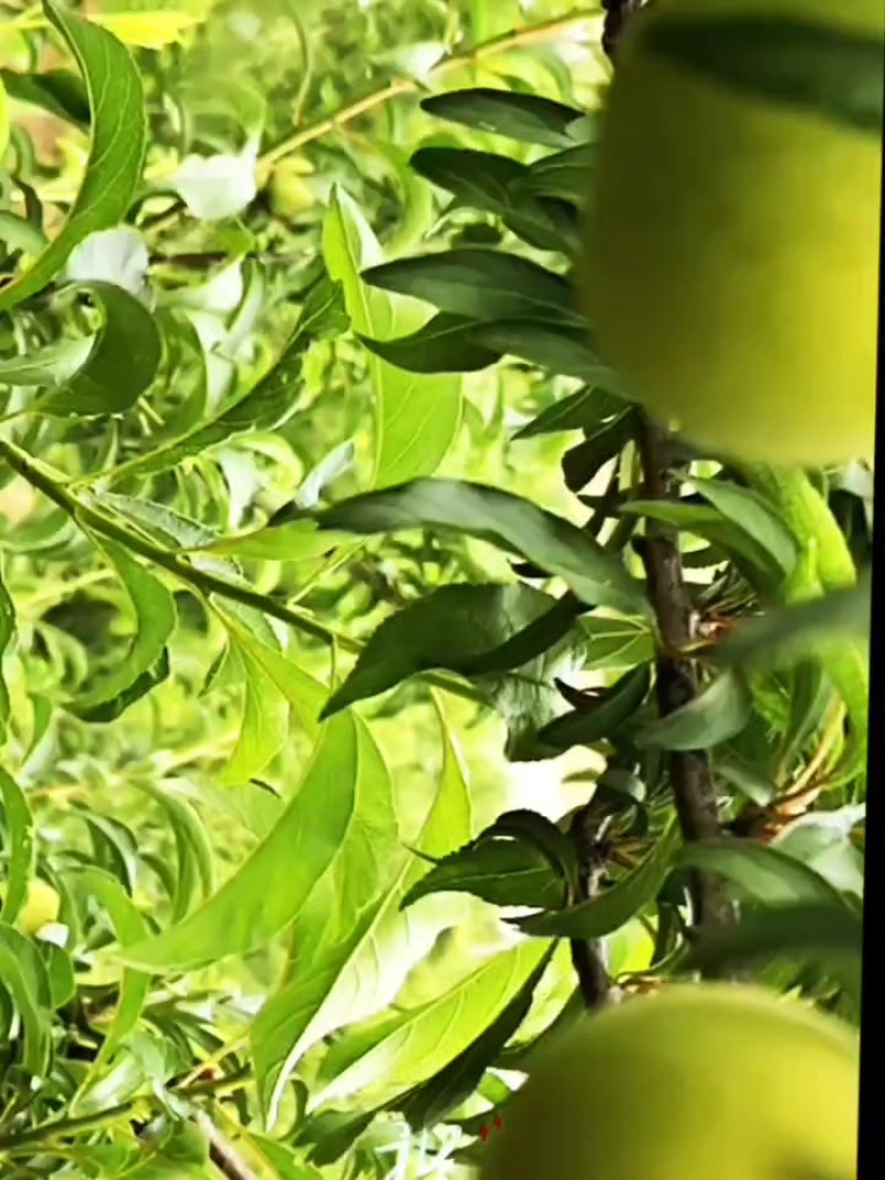 蜂糖李上市了
