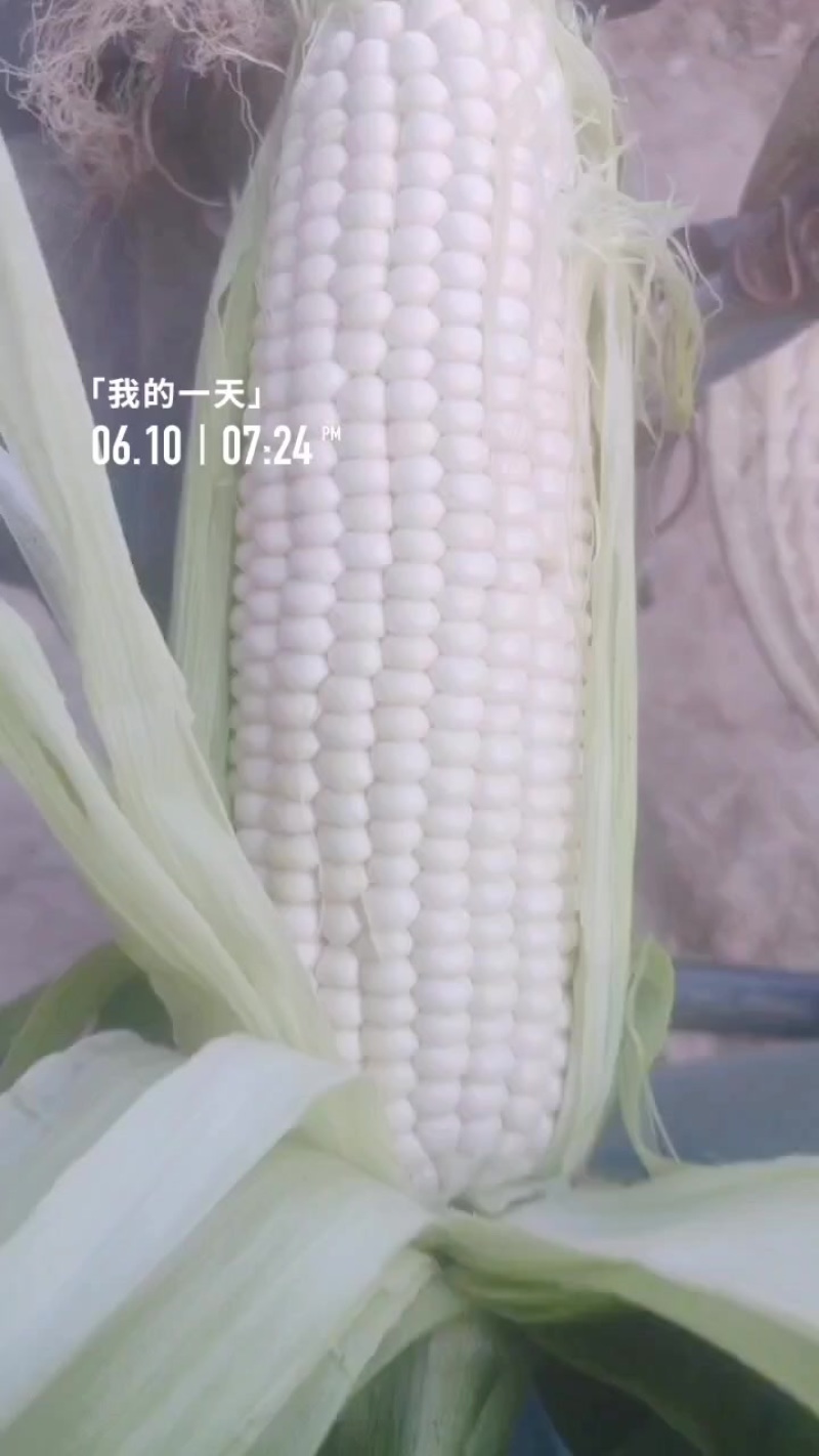 黏玉米