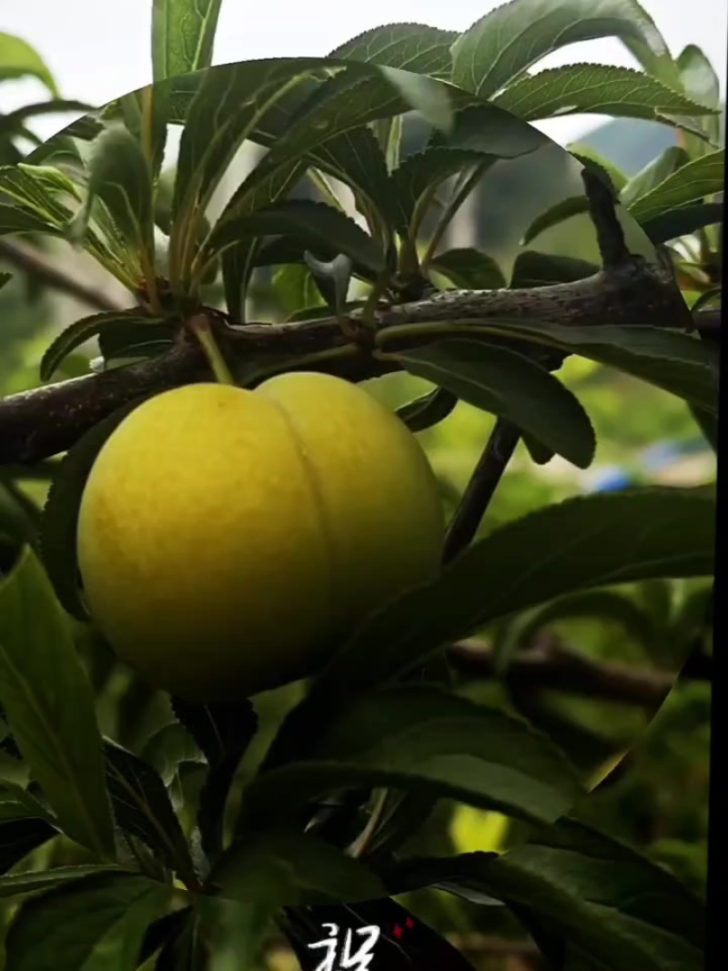 蜂糖李上市了