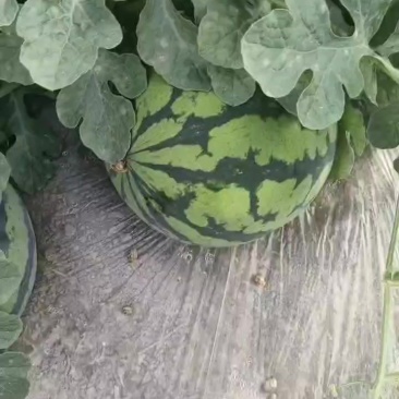 无籽美都西瓜