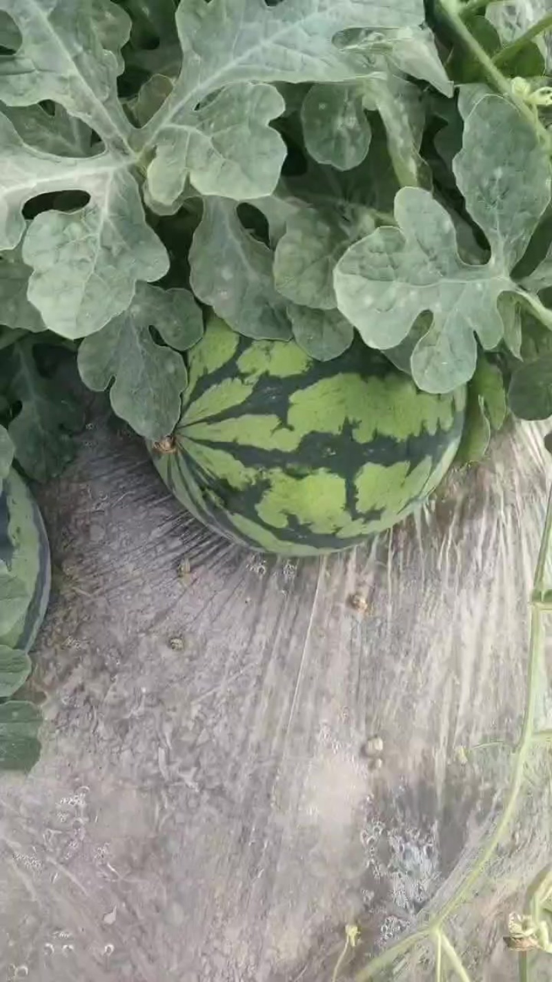 无籽美都西瓜