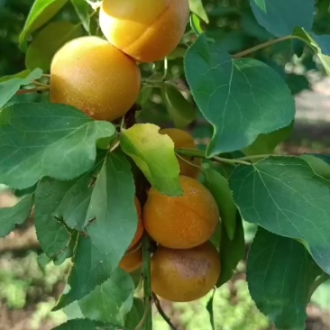 成熟度高的吊干杏