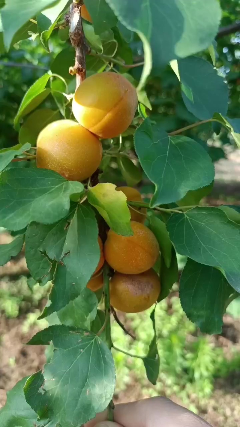 成熟度高的吊干杏