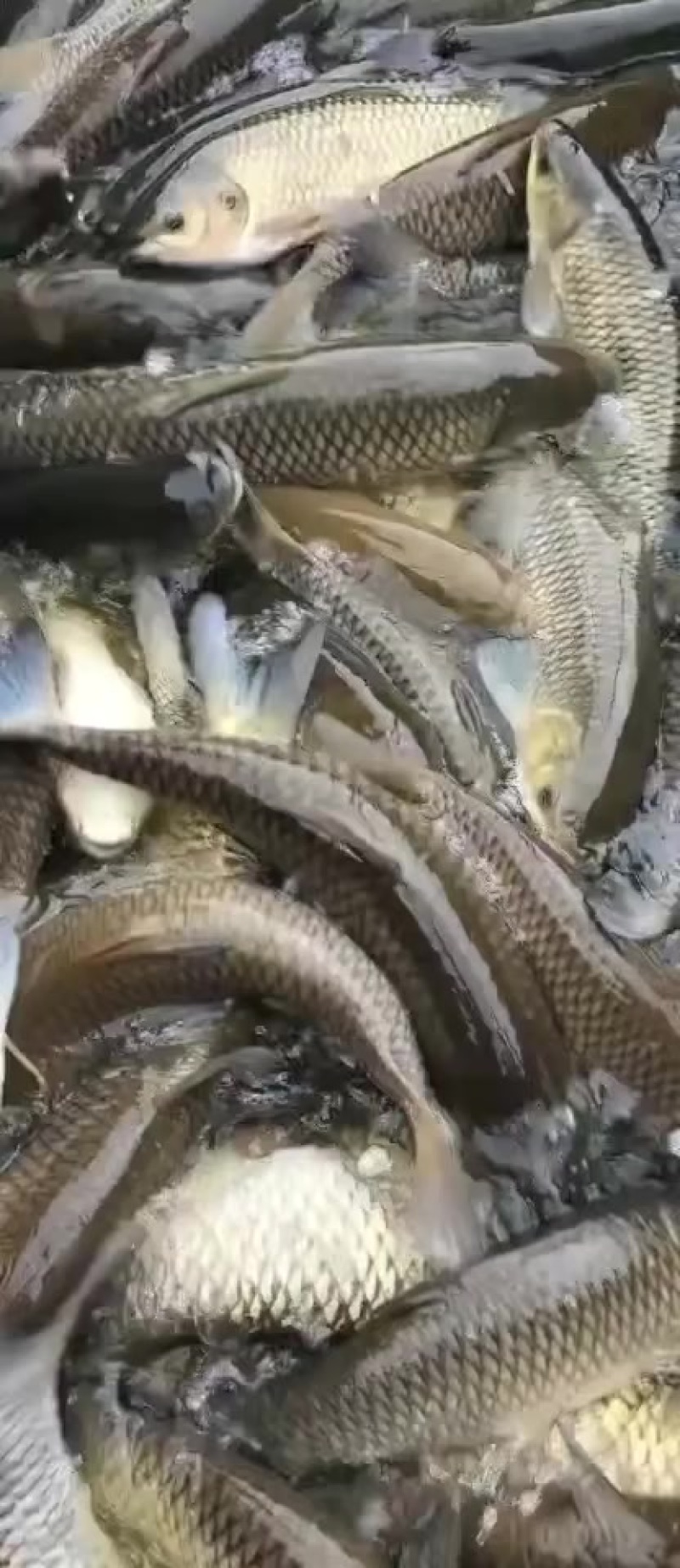 草鱼