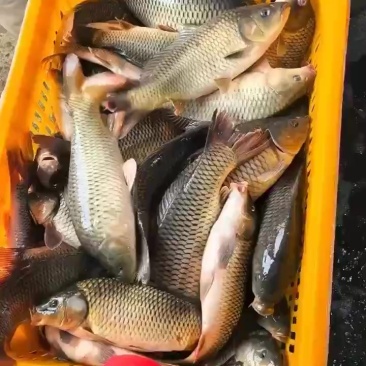 鲤鱼