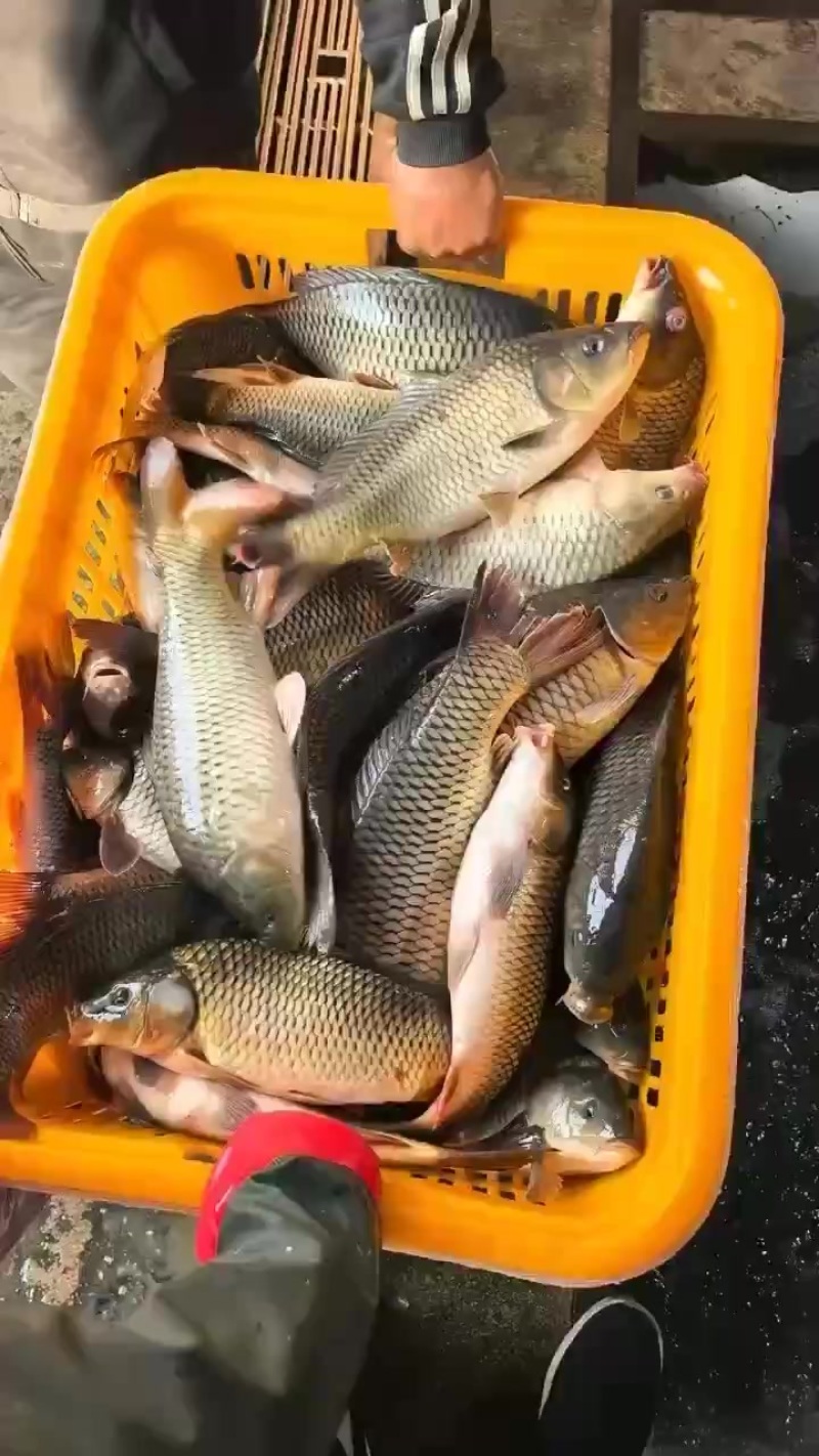 鲤鱼