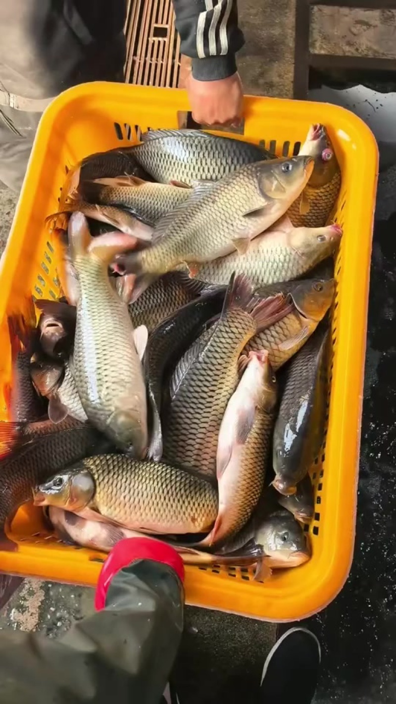 鲤鱼