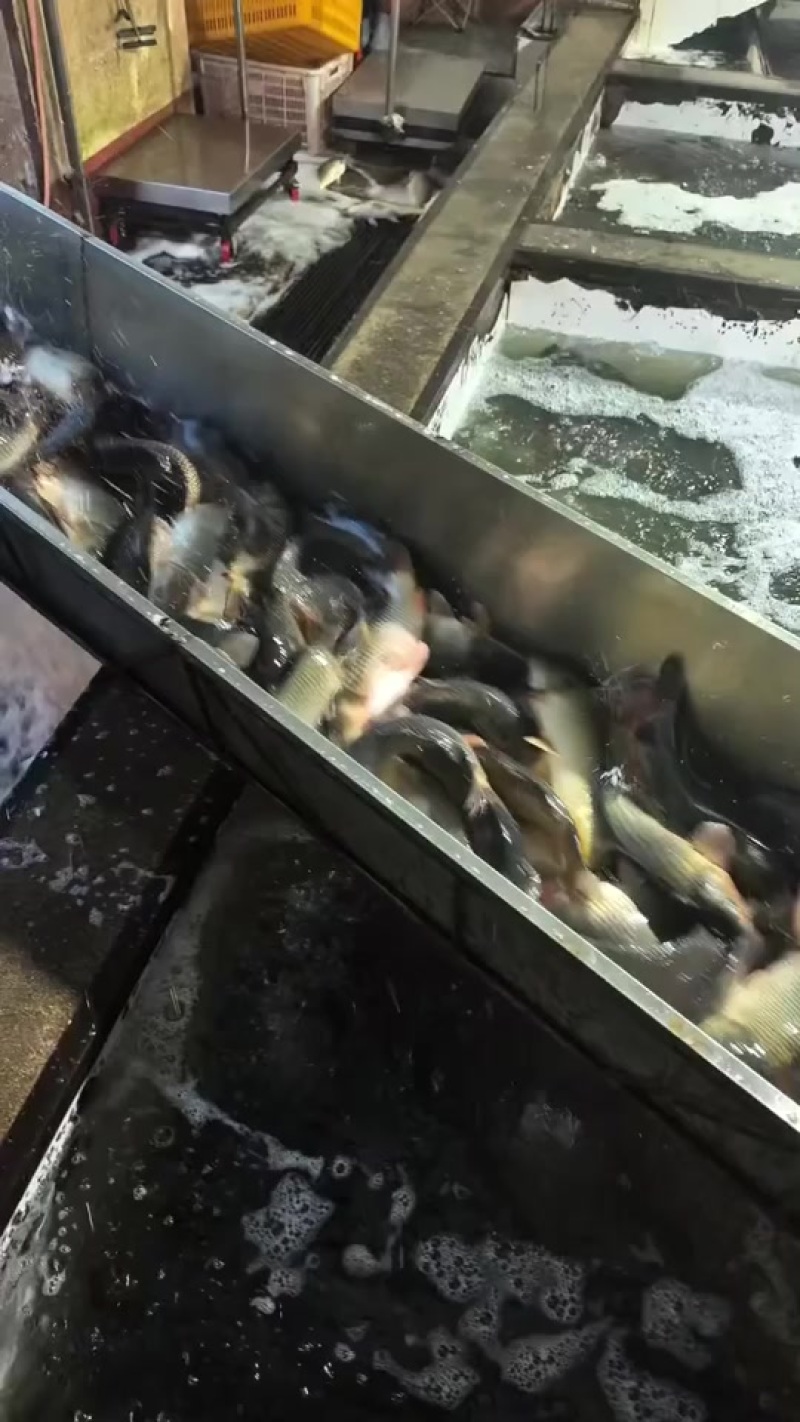 鲤鱼