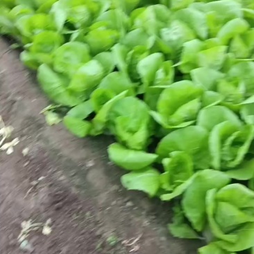 精品快菜本地一手货源