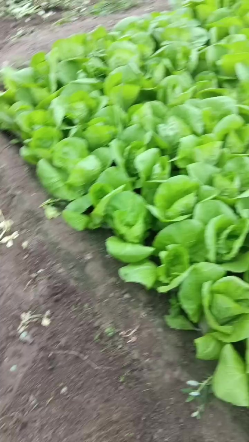 精品快菜本地一手货源