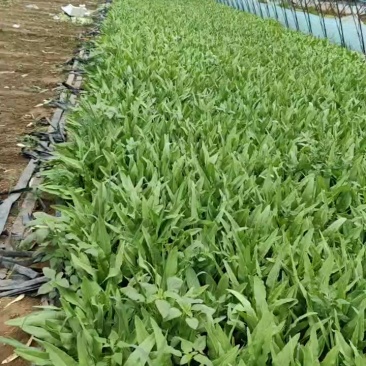 大棚精品油麦菜