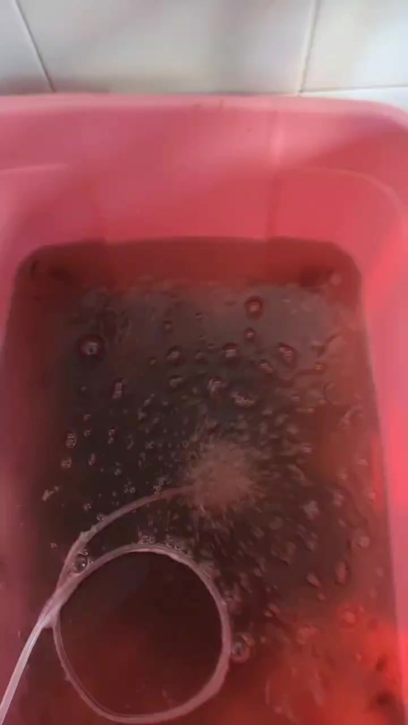 温州河虾