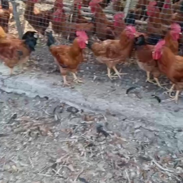 散养大公鸡