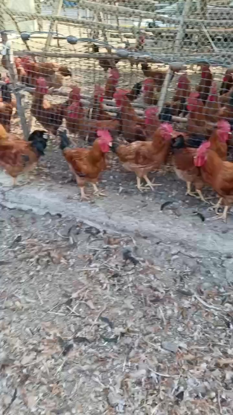 散养大公鸡