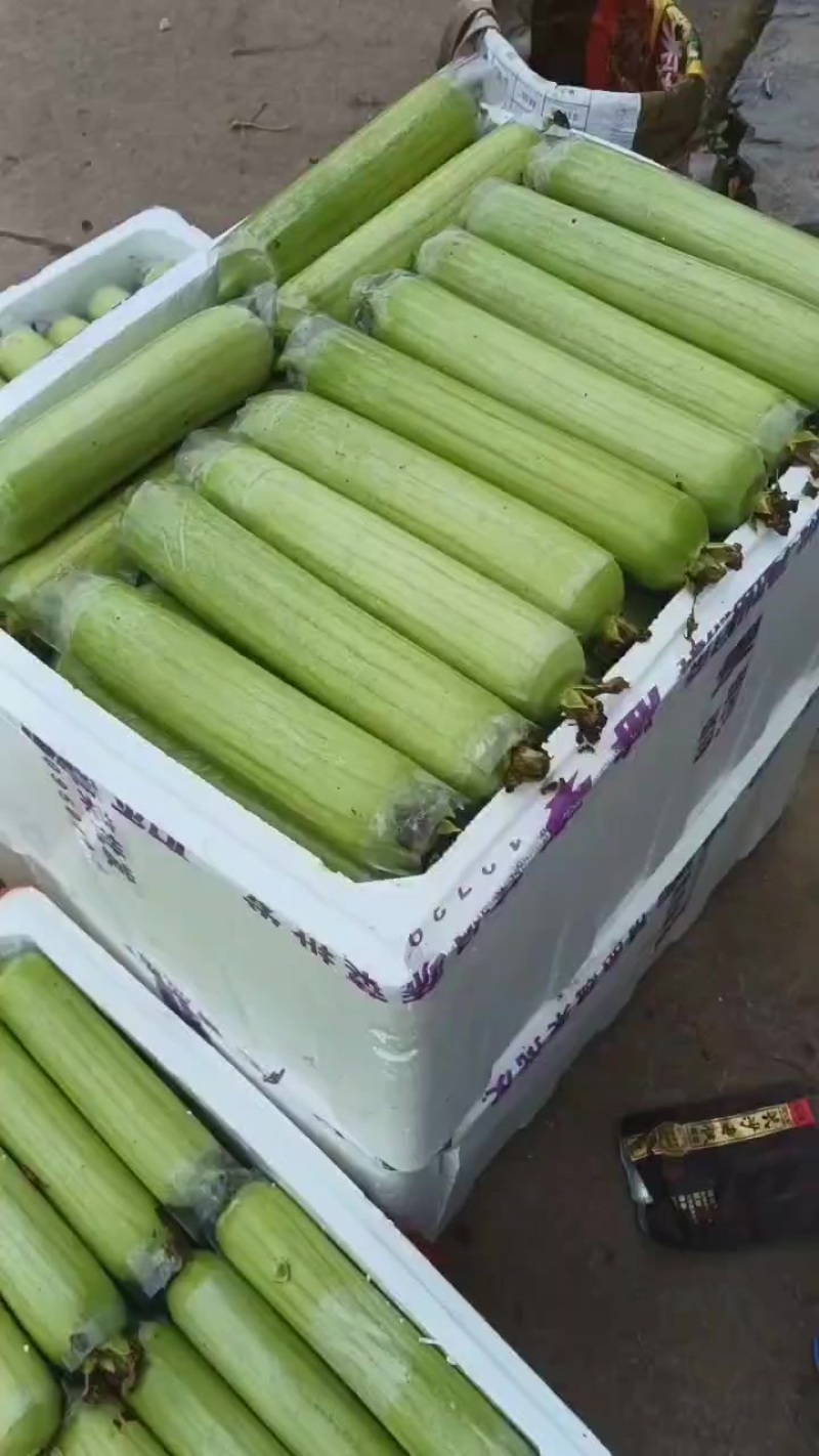 白玉丝瓜