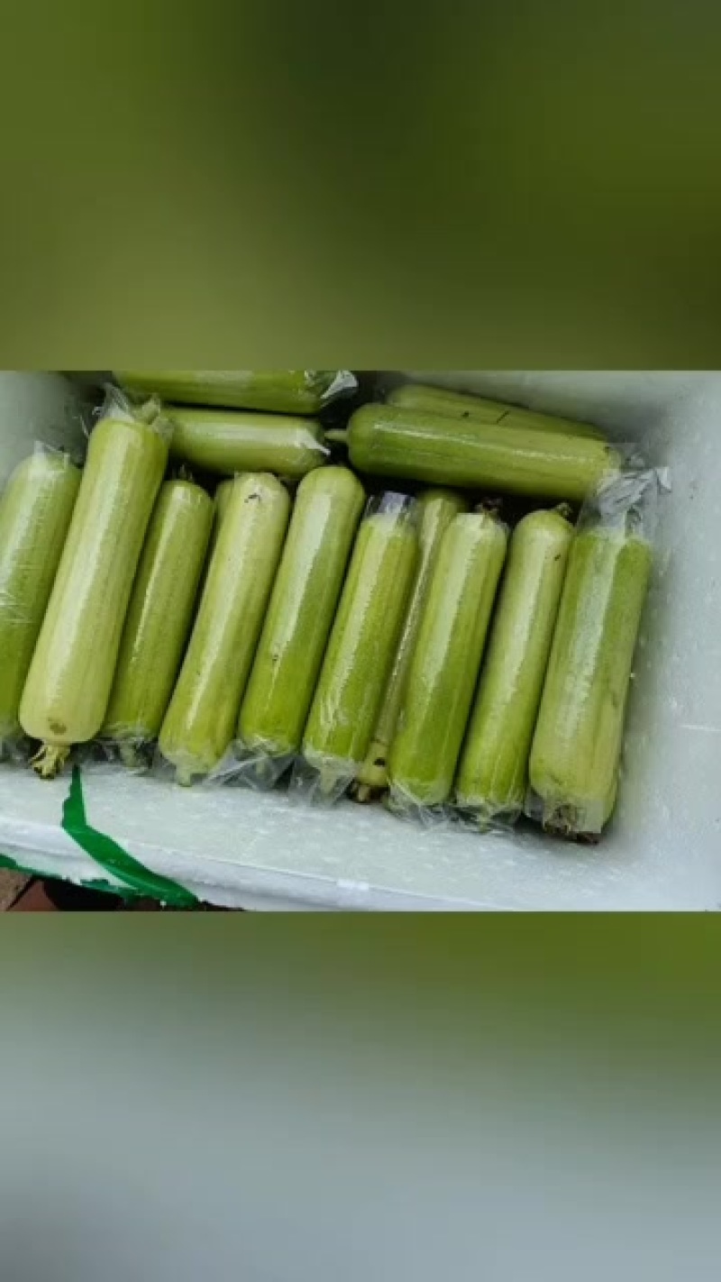 白玉丝瓜