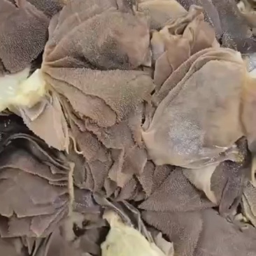 大片毛肚底板
