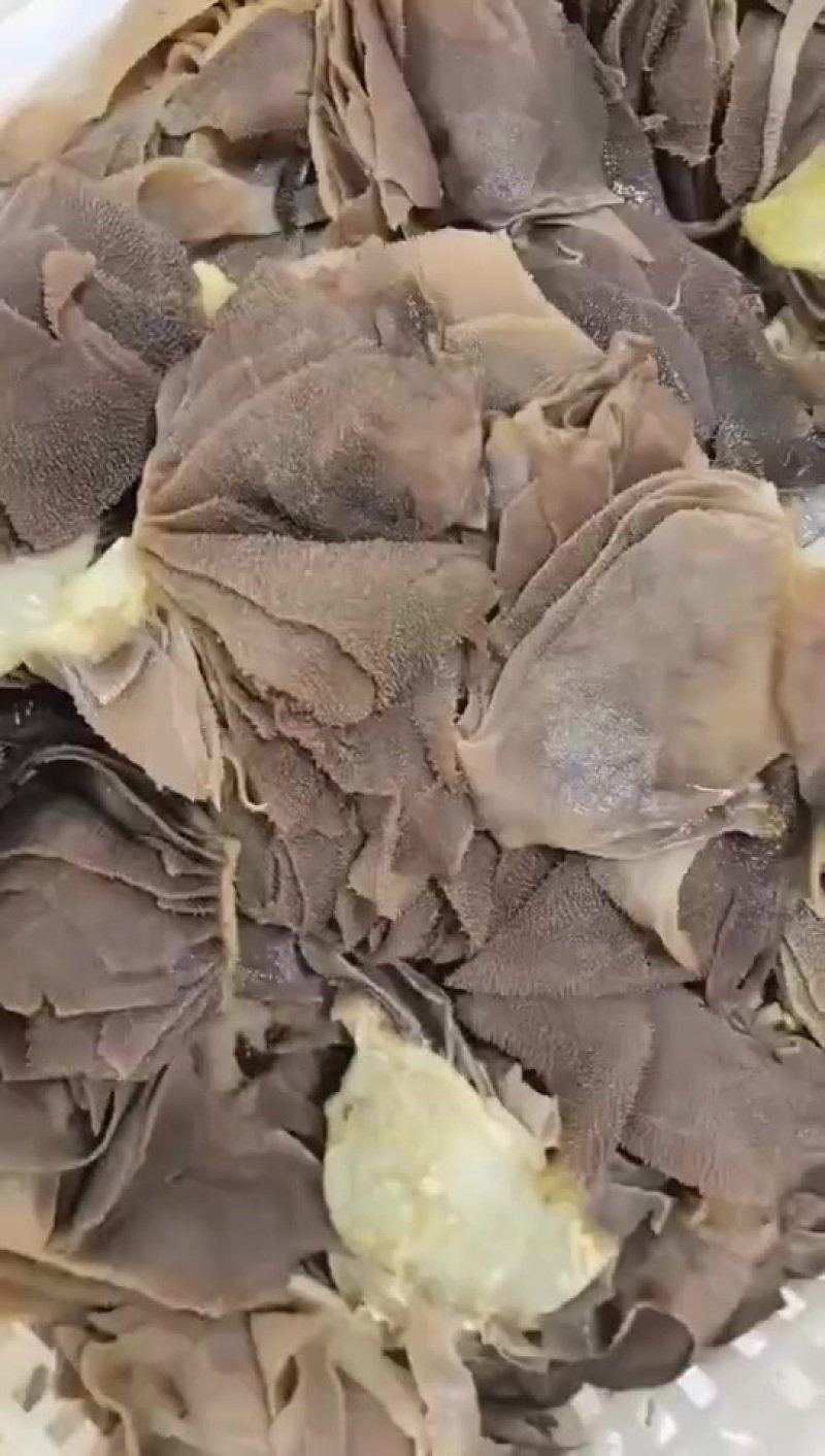 大片毛肚底板